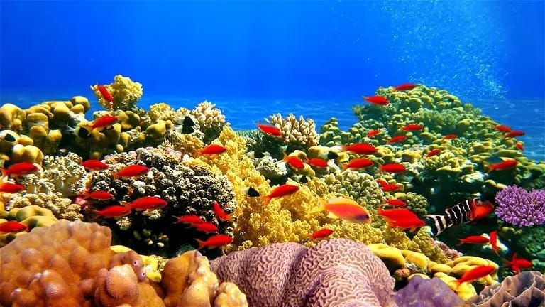 La Inteligencia Artificial podría salvar los arrecifes de coral de todo el mundo