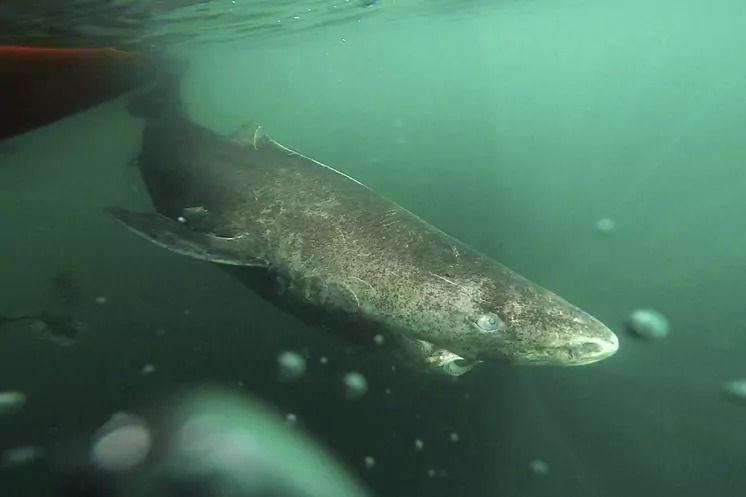 Un tiburón de Groenlandia de 500 años se convierte en el animal más longevo conocido
