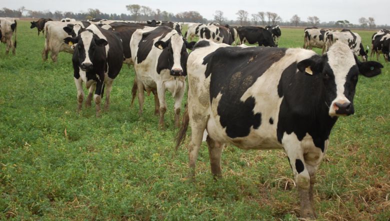 Continúa la liquidación de vacas lecheras en Villa María