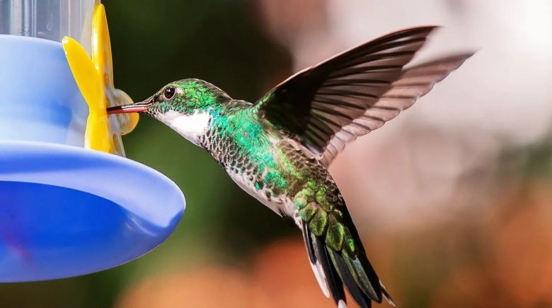 Qué significa que dos colibríes aparezcan en tu jardín 