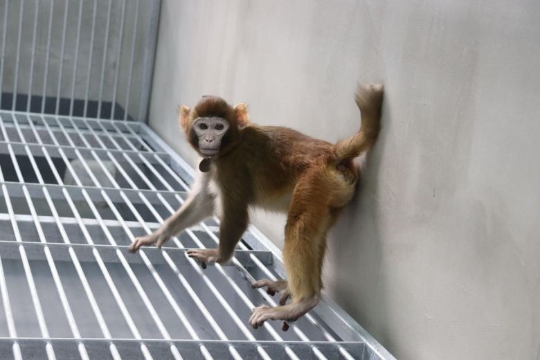 Nace ‘Retro’, un mono clonado que acerca la posibilidad de hacer copias de los seres humanos