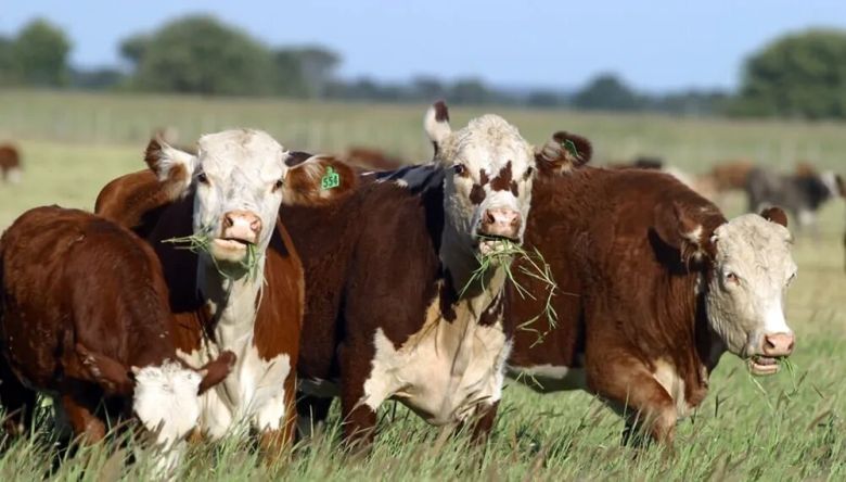 Prevención del Carbunclo, la enfermedad que mató bovinos en la provincia de La Pampa
