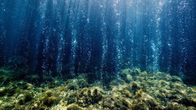 ¿Qué son los pastos marinos y qué importancia tienen para los océanos?