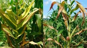 El Spiroplasma, una enfermedad que afecta al maíz llegó al sur de Córdoba