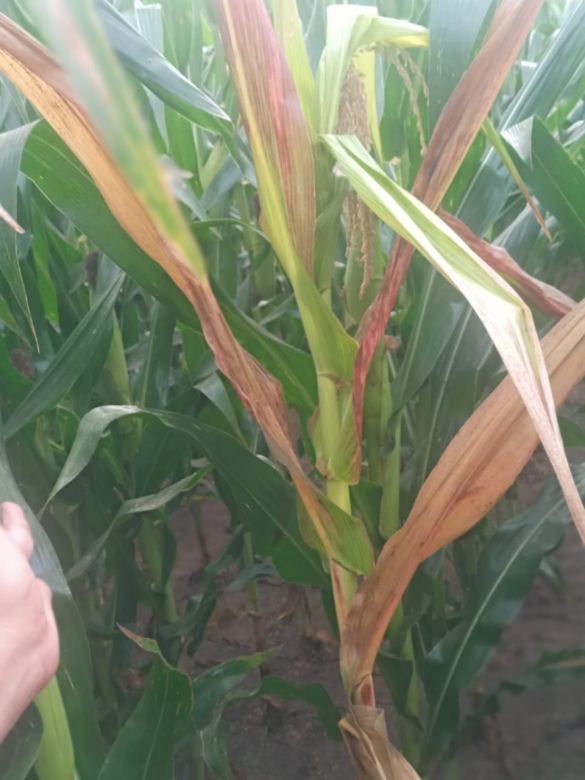 El Spiroplasma, una enfermedad que afecta al maíz llegó al sur de Córdoba