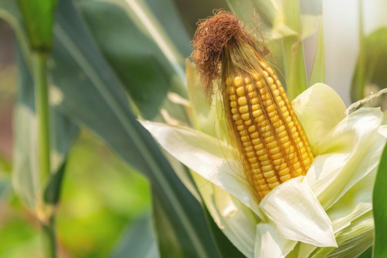 Identifican escasa incidencia de spiroplasma en los lotes de maíz de Río Cuarto y la región