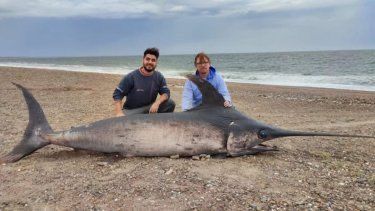 Increíble: hallaron en Chubut un pez espada de casi 300 kilos