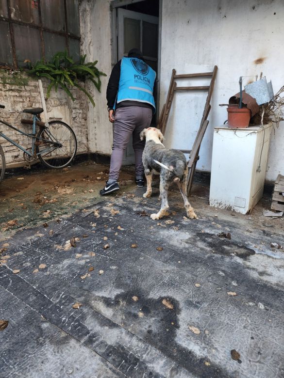 Fallo Histórico: Primera condena por crueldad animal en la Ciudad de Buenos Aires 