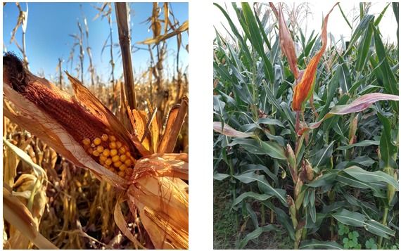 Por el aumento del Spiroplasma en los cultivos de maíz, Diputados proponen la emergencia agrícola nacional