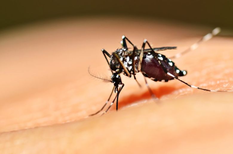 En Río Cuarto hay 135 casos de dengue y 7 casos de pacientes internados 