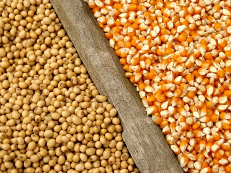 ¿Qué vender primero: la soja o el maíz?