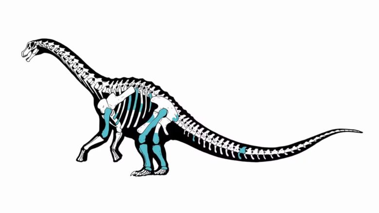 Científicos del Conicet encontraron restos de un titanosaurio que vivió en la Patagonia